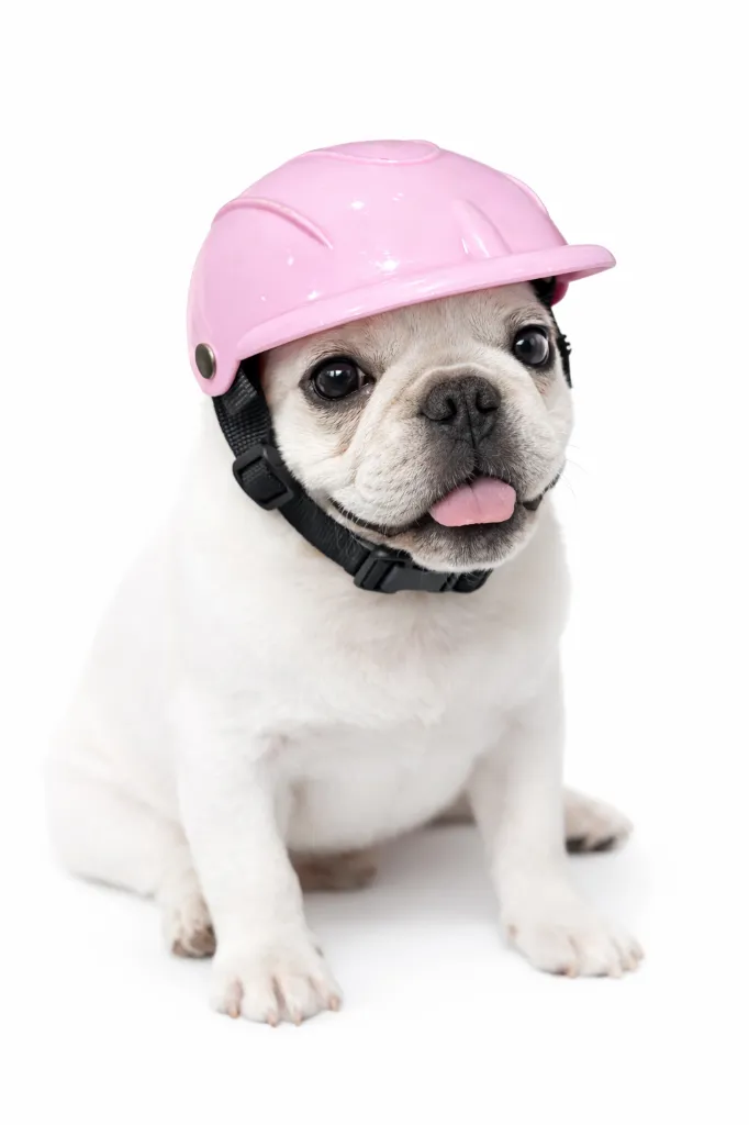 casco rosa de perrito .webp
