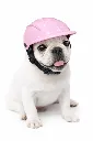 casco rosa de perrito .webp