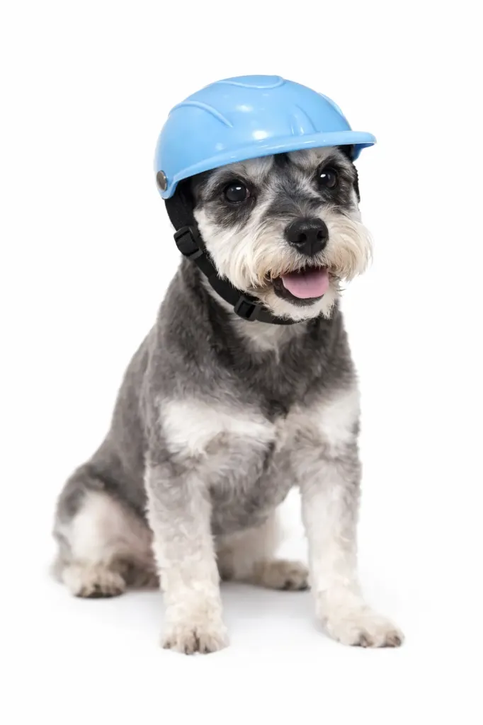 Casco Para Mascotas / Medianas