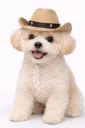 SOMBRERO VAQUERO PARA MASCOTA