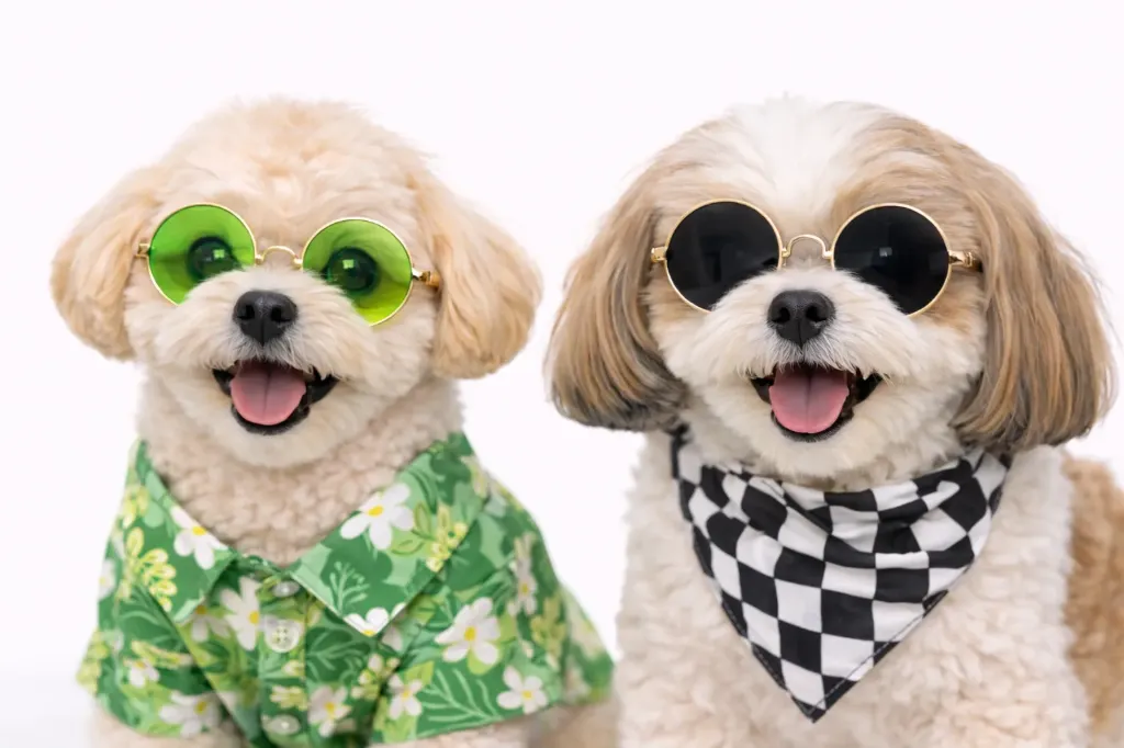 GAFAS PARA MASCOTA (Negro)