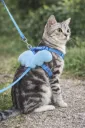 Arnes de Alas para Gatos