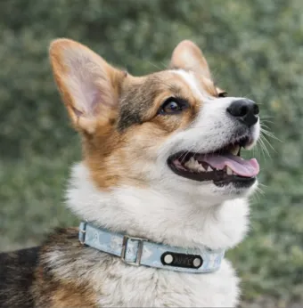 Collar azul para perro mediano.